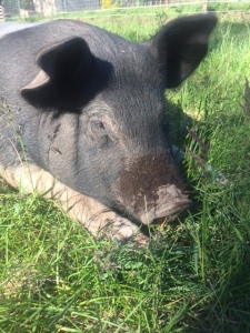 Pig 4